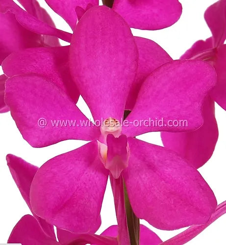 Prebook BULK - Hot Pink Mokara Orchid Fresh Cut Flowers (NO VASE)