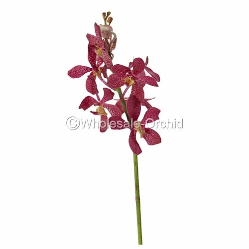 Prebook BULK - Mokara RED ROBIN Orchid Fresh Cut Flowers (NO VASE)