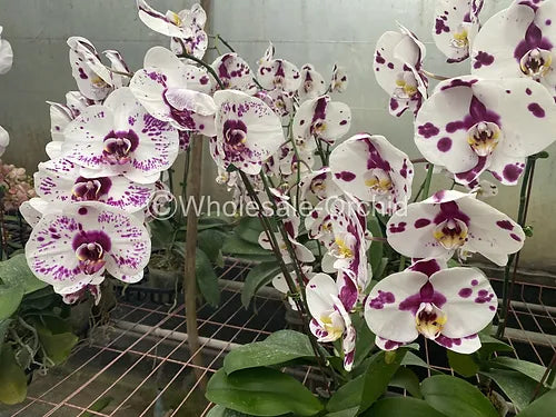 Prebook BULK - WHITE Haelequin Phalaenopsis Spotted Orchid Fresh Cut Flowers