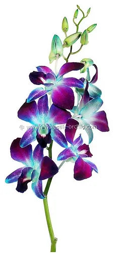 Prebook BULK - BLUE DYED-Sonia Bombay Dendrobium Orchid Fresh Cut Flowers (NO VASE)