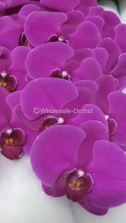 Prebook BULK - Purple Phalaenopsis Orchid Fresh Cut Flowers
