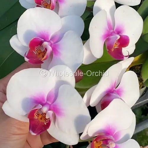 Prebook Bulk - White Red Lips Phalaenopsis Orchid Fresh Cut Flowers