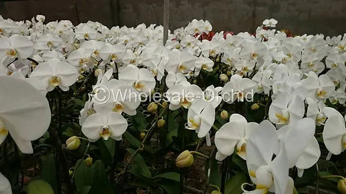 Prebook BULK - White Yellow Lips Phalaenopsis Orchid Fresh Cut Flowers