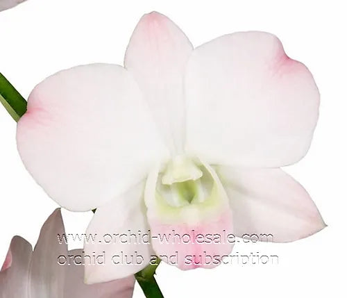 Prebook BULK Peach Neva Marco Polo Dendrobium Orchid Fresh Cut Flowers (NO VASE)