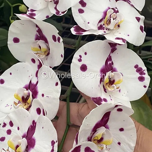 Prebook BULK - WHITE Haelequin Phalaenopsis Spotted Orchid Fresh Cut Flowers