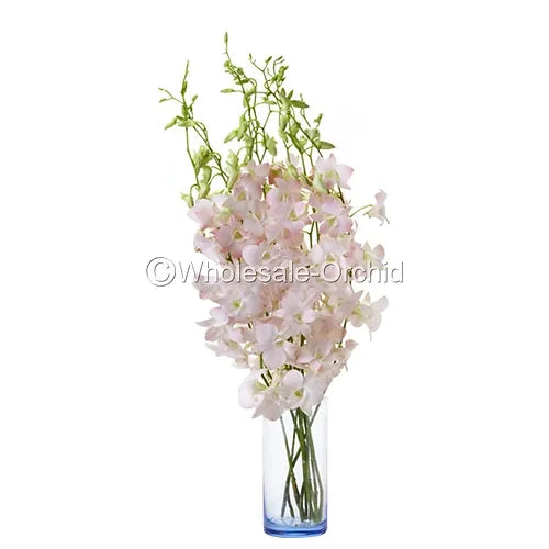 Prebook BULK Peach Neva Marco Polo Dendrobium Orchid Fresh Cut Flowers (NO VASE)