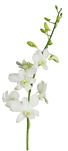 Prebook BULK - WHITE Dendrobium Orchid Fresh Cut Flowers (NO VASE)
