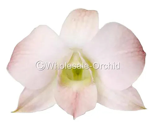 Prebook BULK Peach Neva Marco Polo Dendrobium Orchid Fresh Cut Flowers (NO VASE)