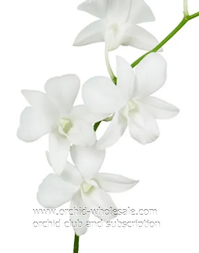 Prebook BULK - WHITE Dendrobium Orchid Fresh Cut Flowers (NO VASE)