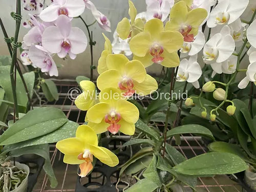 Prebook BULK - Yellow Phalaenopsis Orchid Fresh Cut Flowers