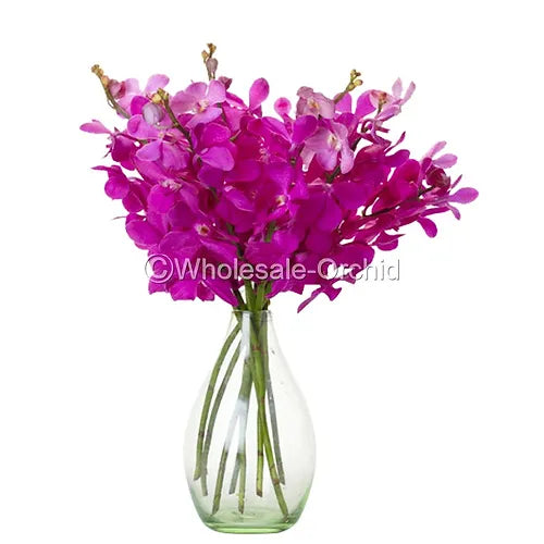 Prebook BULK - Hot Pink Mokara Orchid Fresh Cut Flowers (NO VASE)
