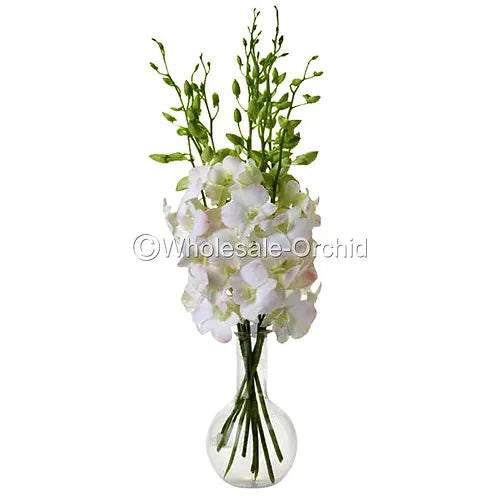 Prebook BULK Peach Neva Marco Polo Dendrobium Orchid Fresh Cut Flowers (NO VASE)