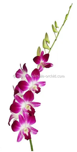 Prebook BULK - Purple Sonia Variegated Bombay Dendrobium Orchid Fresh Cut Flowers (NO VASE)