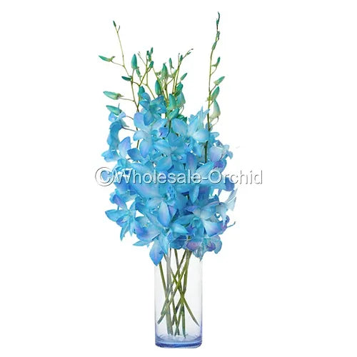 Prebook BULK - Baby Blue DYED-Misteen Miss Teen Dendrobium Orchid Fresh Cut Flowers (NO VASE)