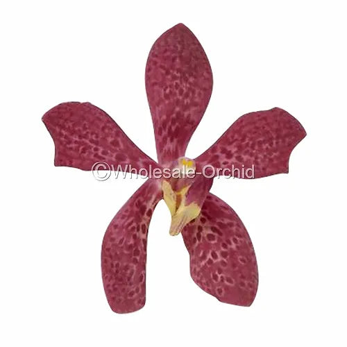 Prebook BULK - Mokara RED ROBIN Orchid Fresh Cut Flowers (NO VASE)