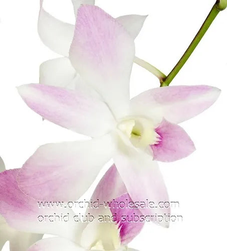 Prebook BULK - Blush Pink Misteen Miss Teen Dendrobium Orchid Fresh Cut Flowers (NO VASE)