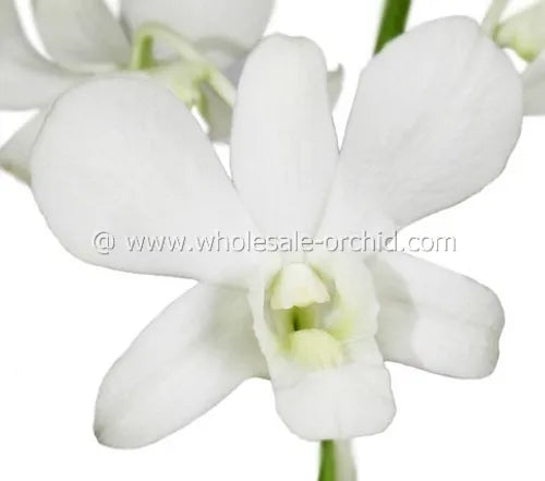 Prebook BULK - WHITE Dendrobium Orchid Fresh Cut Flowers (NO VASE)