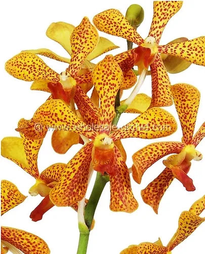 Prebook BULK - Yellow Punnee Tiger Orchid Fresh Cut Flowers (NO VASE)