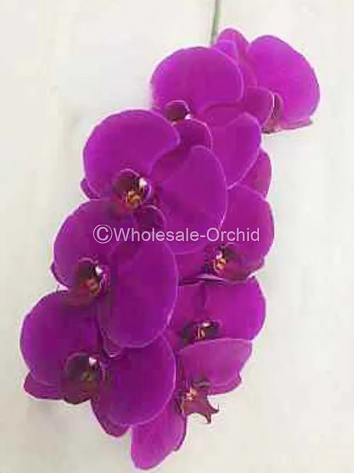 Prebook BULK - Purple Phalaenopsis Orchid Fresh Cut Flowers