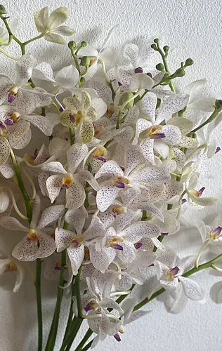 Prebook BULK - White Mokara Orchid Fresh Cut Flowers (NO VASE)
