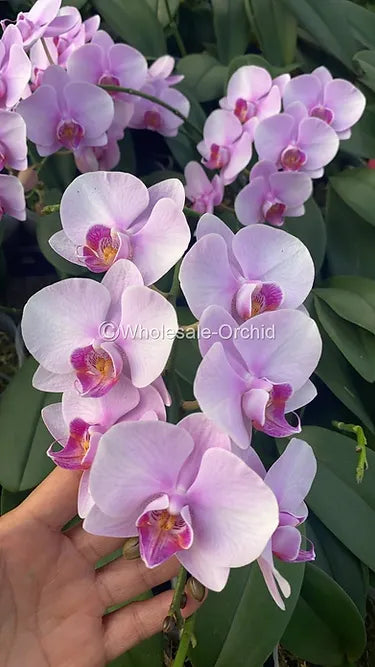 Prebook BULK - Pink Phalaenopsis Orchid Fresh Cut Flowers