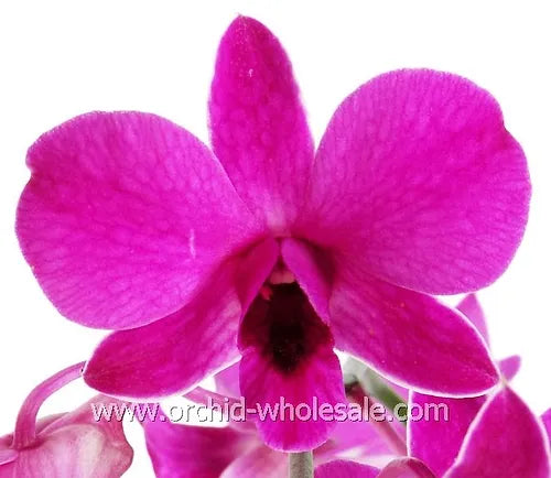 Prebook BULK - Hot Pink Queen Pink Madam Dendrobium Orchid Fresh Cut Flowers (NO VASE)