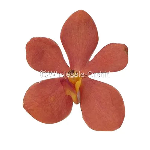 Prebook BULK - Orange Sun Kiss Mida Mokara Orchid Fresh Cut Flowers