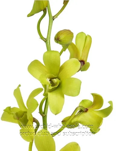 Prebook BULK - APPLE GREEN Dendrobium Green Orchid Fresh Cut Flowers (NO VASE)