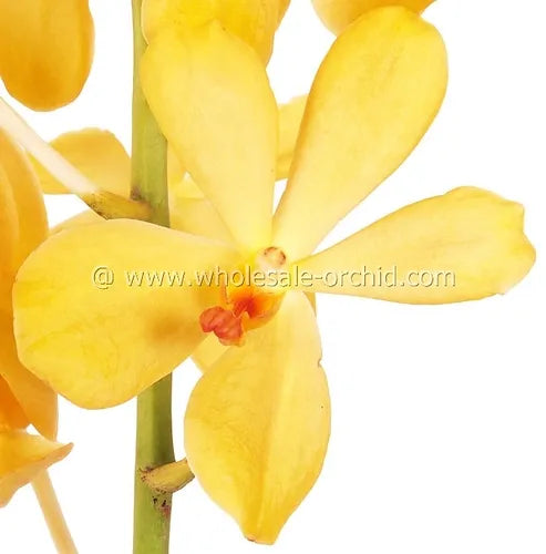 Prebook BULK - Yellow Mokara Orchid Fresh Cut Flowers (NO VASE)
