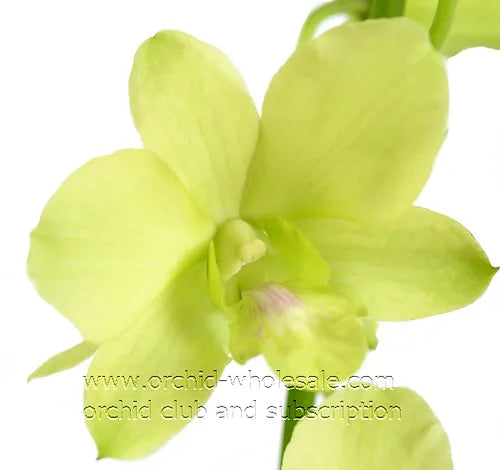 Prebook BULK - APPLE GREEN Dendrobium Green Orchid Fresh Cut Flowers (NO VASE)