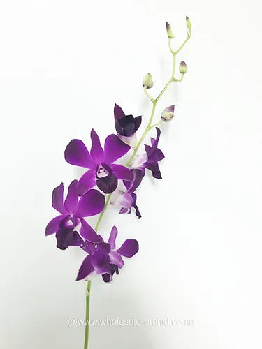 Prebook BULK - Viola Ice Blue Ocean Lavender Dendrobim Orchid Fresh Cut Flowers (NO VASE)
