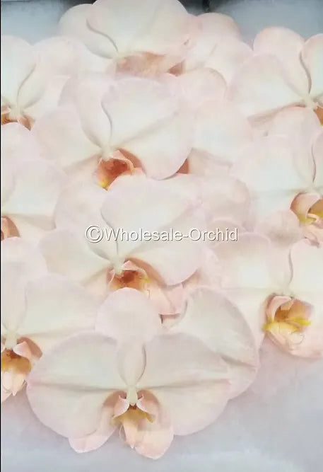 Prebook BULK - DYED SEPIA Phalaenopsis Orchid Fresh Cut Flowers