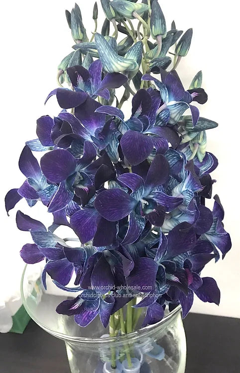 Prebook BULK - BLUE COBALT DYED-Sonia Dendrobium Orchid Fresh Cut Flowers (NO VASE)