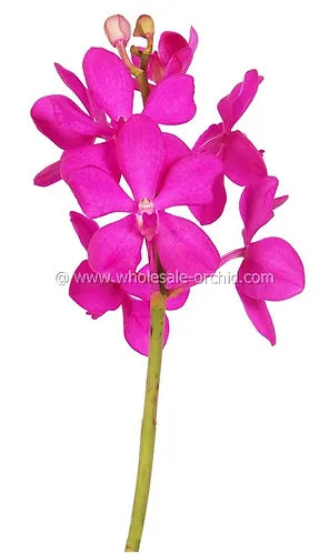 Prebook BULK - Hot Pink Mokara Orchid Fresh Cut Flowers (NO VASE)