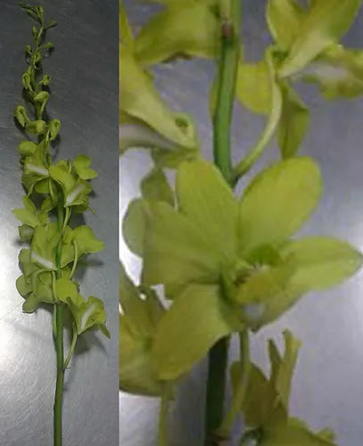 Prebook BULK - APPLE GREEN Dendrobium Green Orchid Fresh Cut Flowers (NO VASE)
