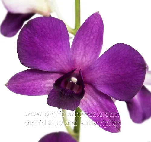 Prebook BULK - Viola Ice Blue Ocean Lavender Dendrobim Orchid Fresh Cut Flowers (NO VASE)