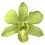 Prebook BULK - APPLE GREEN Dendrobium Green Orchid Fresh Cut Flowers (NO VASE)