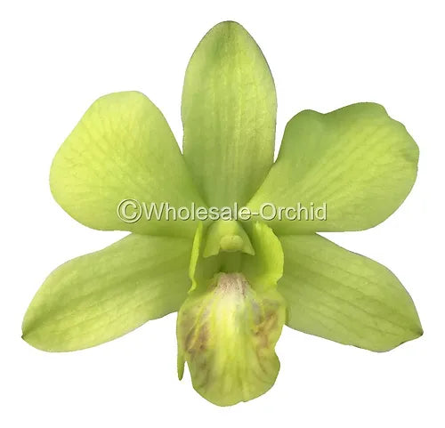 Prebook BULK - APPLE GREEN Dendrobium Green Orchid Fresh Cut Flowers (NO VASE)