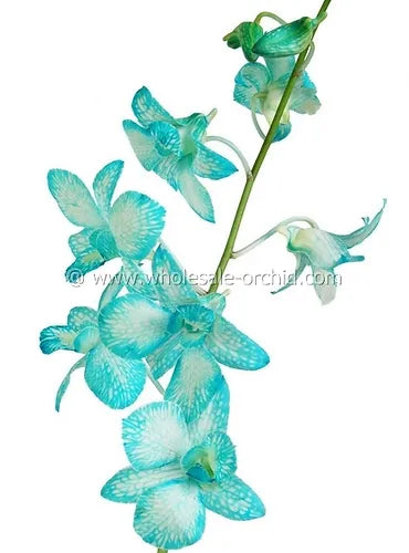 Prebook BULK - Light Blue White-DYED Dendrobium Orchid Fresh Cut Flowers (NO VASE)