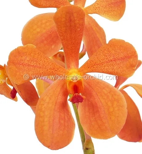Prebook BULK - Orange Jubkuan Mokara Orchid Fresh Cut Flowers (NO VASE)