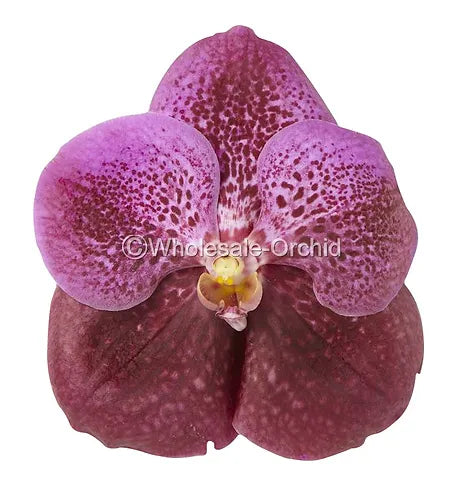 Prebook Bulk - Red Vanda Orchid Fresh Cut Flowers