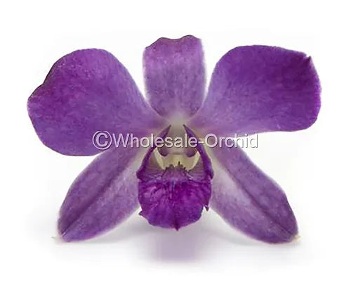 Prebook BULK - Viola Ice Blue Ocean Lavender Dendrobim Orchid Fresh Cut Flowers (NO VASE)