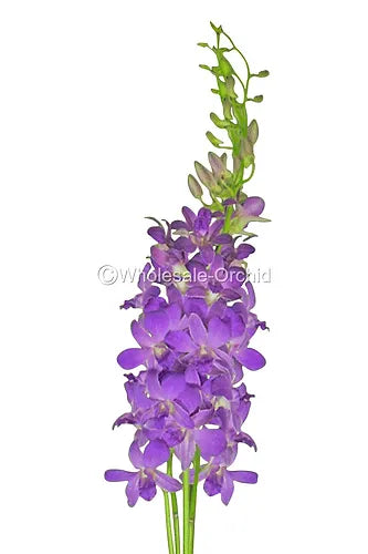 Prebook BULK - Viola Ice Blue Ocean Lavender Dendrobim Orchid Fresh Cut Flowers (NO VASE)