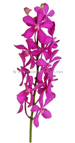 Prebook BULK - Hot Pink Mokara Orchid Fresh Cut Flowers (NO VASE)