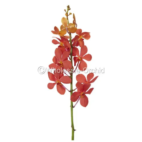 Prebook BULK - Orange Sun Kiss Mida Mokara Orchid Fresh Cut Flowers