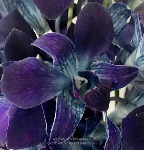 Prebook BULK - BLUE COBALT DYED-Sonia Dendrobium Orchid Fresh Cut Flowers (NO VASE)