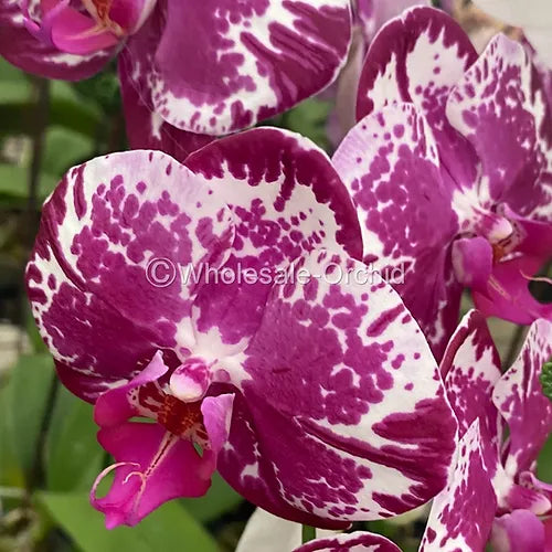 Prebook Bulk - PURPLE Haelequin Spotted Phalaenopsis Orchid Fresh Cut Flowers