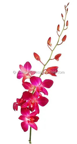 Prebook BULK - RED DYED-Sonia Bombay Dedndrobium Orchid Fresh Cut Flowers (NO VASE)