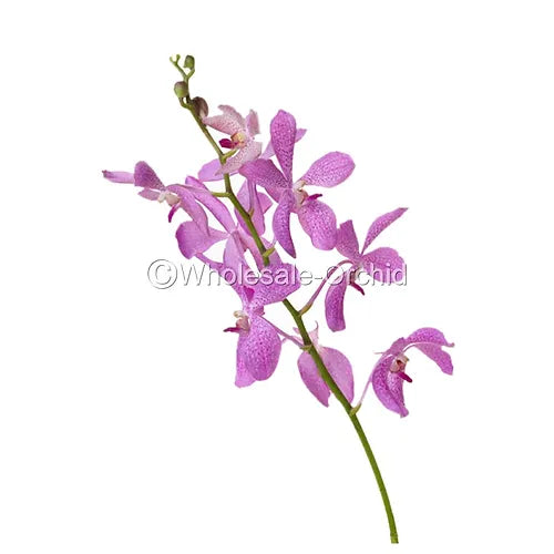 Prebook BULK - Pink Mokara Orchid Fresh Cut Flowers (NO VASE)