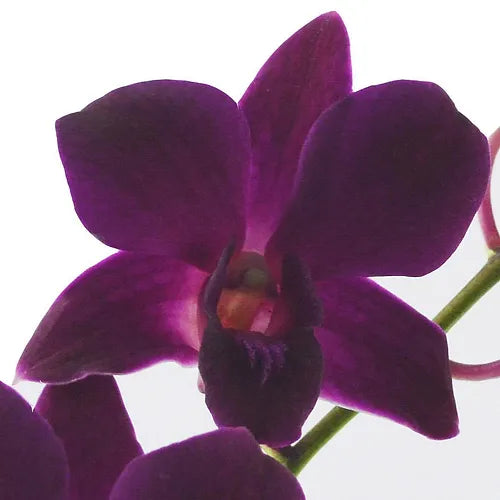 Prebook BULK - Dendrobium Black & Plum Eggplant Orchid Fresh Cut Flowers (NO VASE)